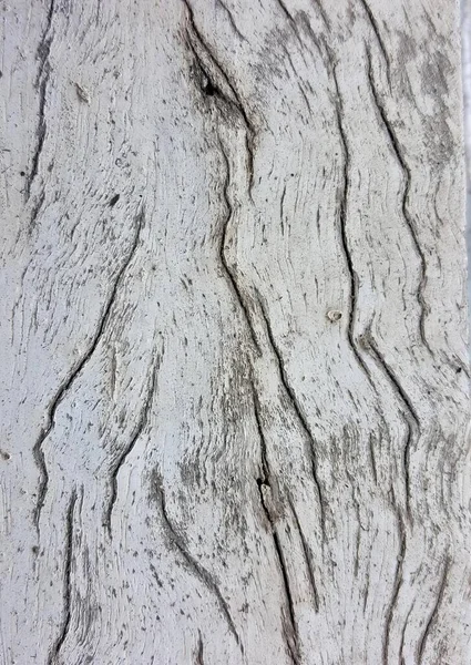 Fotografia Zbliżenia Pnia Drzewa Ptakiem Nim Zbliżenie Kawałka Drewna Węzłem — Zdjęcie stockowe
