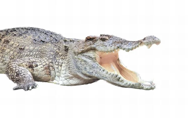 Ett Fotografi Krokodil Med Öppen Mun Och Vidöppen Mun Krokodil — Stockfoto