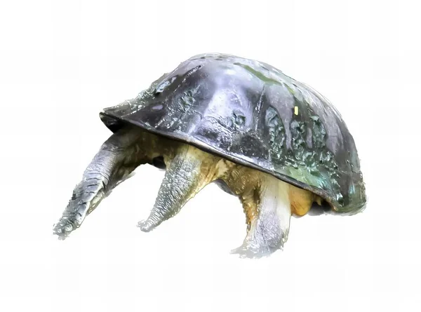헬멧을 거북이의 거북이 치아와 헬멧을 — 스톡 사진