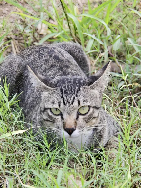 一只猫躺在草地上看着摄像机的照片 一只猫躺在草地上 — 图库照片