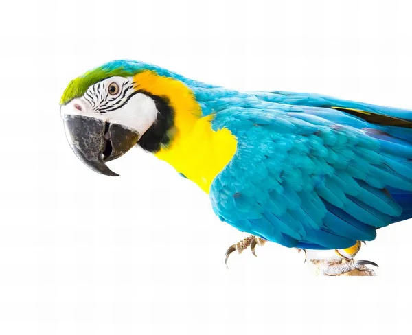 Fotografia Papugi Rozpostartymi Skrzydłami Papuga Niebieskimi Żółtymi Piórami Stojąca Białej — Zdjęcie stockowe