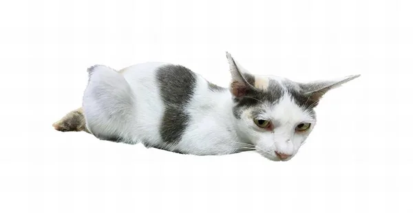Φωτογραφία Μιας Γάτας Ξαπλωμένης Λευκή Επιφάνεια Υπάρχει Μια Γάτα Ξαπλωμένη — Φωτογραφία Αρχείου