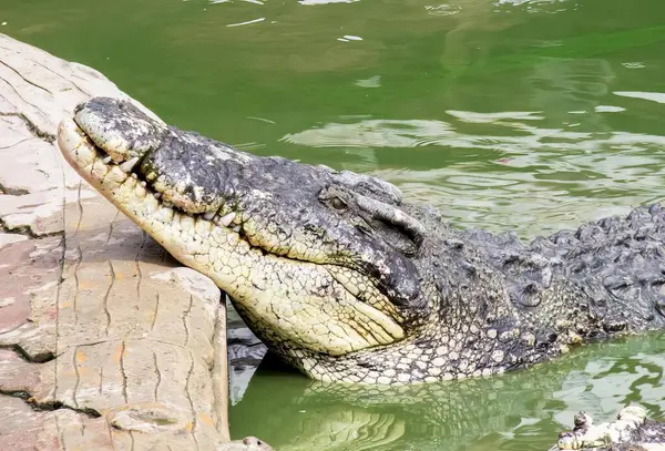 Ett Fotografi Krokodil Vattnet Med Huvudet Ovanför Vattnet Krokodil Vattnet — Stockfoto