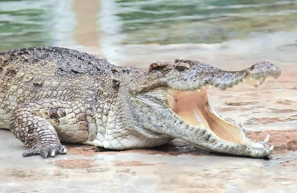 Eine Fotografie Eines Krokodils Mit Offenem Maul Und Weit Geöffnetem — Stockfoto