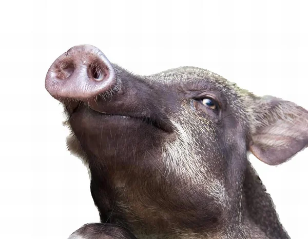 a photography of a pig with a nose ring looking up, there is a pig that is looking up at something.