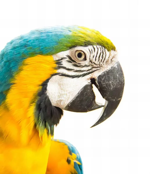 Egy Kék Sárga Arcú Papagáj Kék Sárga Papagáj Fotózása Fehér — Stock Fotó