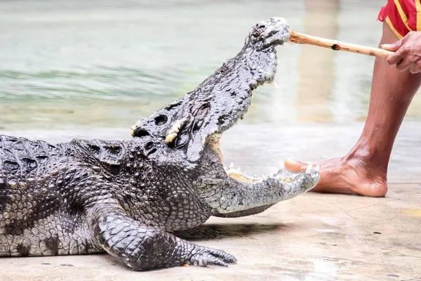 Fotografie Muže Držícího Klacek Vedle Krokodýla Krokodýla Otevřenými Ústy Ústy — Stock fotografie
