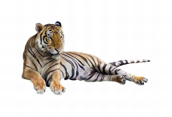 白い表面に横たわっている虎の写真です — ストック写真