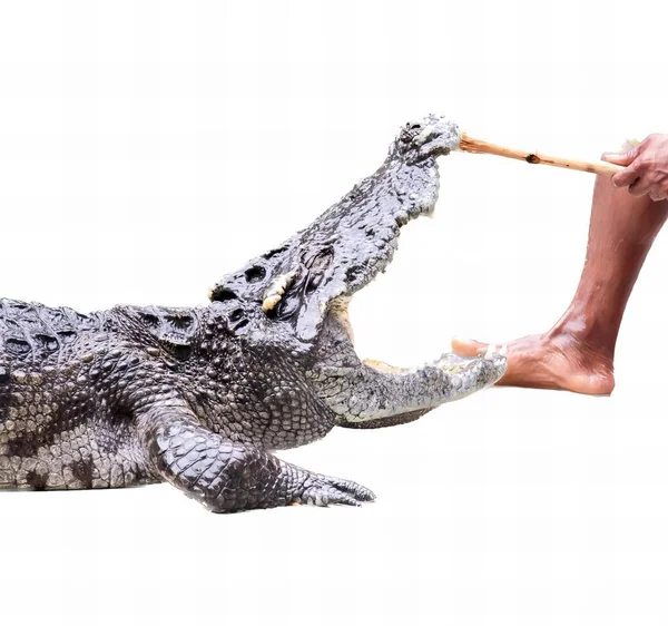 Ett Fotografi Man Som Håller Pinne Mot Krokodil Någon Håller — Stockfoto