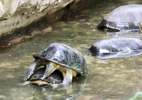 Фотография Черепахи Пруду Шлемом Голове Воде Две Черепахи Головами Воде — стоковое фото