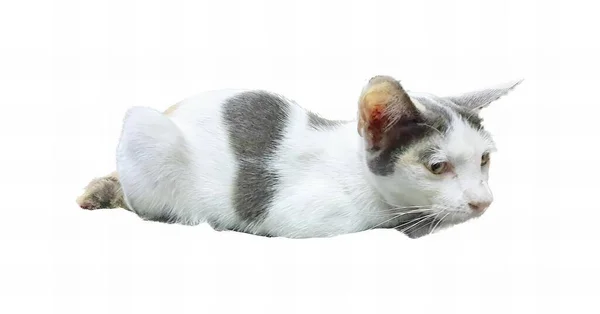白い表面に横になった猫の写真地上には猫がいます — ストック写真