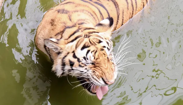 Fotografia Tygrysa Wodzie Otwartymi Ustami Tam Jest Tygrys Który Pływa — Zdjęcie stockowe