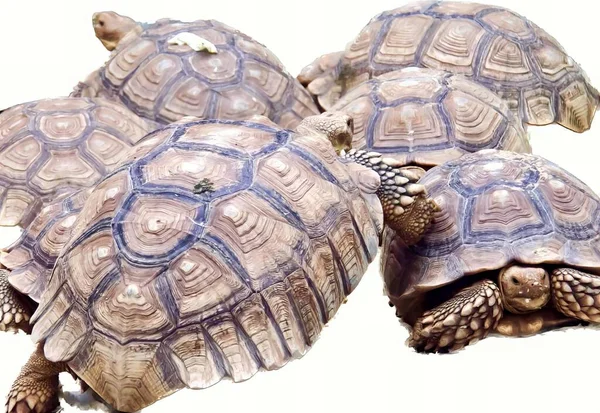 Eine Fotografie Einer Gruppe Schildkröten Die Übereinander Sitzen Drei Schildkröten — Stockfoto