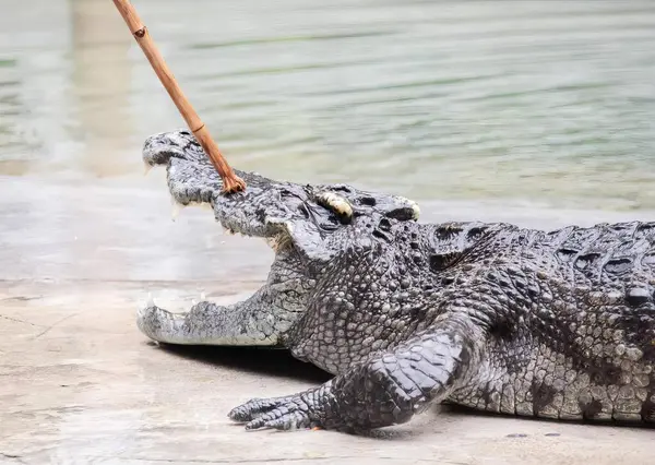 Фотографія Крокодила Лежить Землі Палицею Роті Крокодила Лежить Землі Палицею — стокове фото