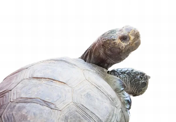 Eine Fotografie Einer Schildkröte Mit Weißem Hintergrund Eine Schildkröte Sitzt — Stockfoto