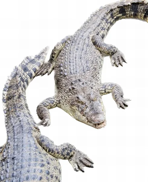 Eine Fotografie Von Zwei Alligatoren Steht Nebeneinander Gibt Zwei Alligatoren — Stockfoto