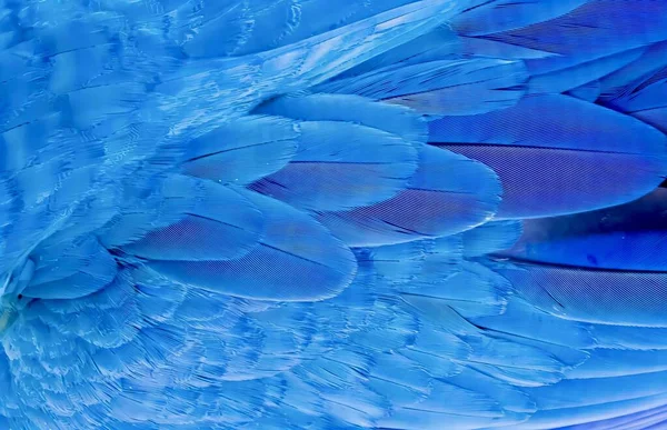 Фотография Голубой Птицы Красивыми Перьями Крупным Планом Голубой Птицы Перьями — стоковое фото