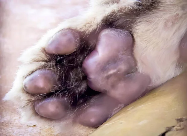 a photography of a cat\'s paw with its paw on a banana, there is a close up of a cat\'s paw with its paw on a banana.