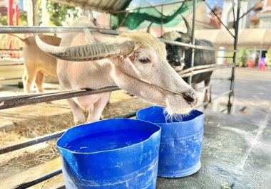 Boynuzları çitin üzerinden geçen bir keçinin fotoğrafı. Çitin arkasında elinde kovalarla duran bir keçi var..