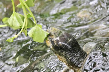 Nehirde yaprak yiyen bir kaplumbağanın fotoğrafı. Suda yaprak yiyen bir kaplumbağa var..