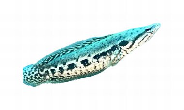 Mavi gövdeli ve siyah benekli bir balığın fotoğrafı, havada uçan bir balık var..