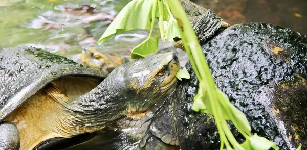 Photography Turtle Eating Plant Pond Turtle Eating Some Leaves Water — Stock Photo, Image