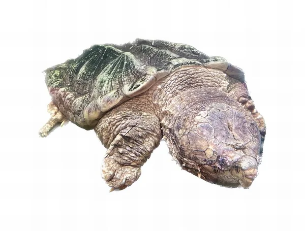 Fotografia Żółwia Leżącego Plecach Białej Powierzchni Jest Żółw Który Leży — Zdjęcie stockowe