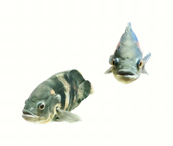 两只鱼在水中游动的照片 背景是白色的 有两只鱼在水里游动 — 图库照片