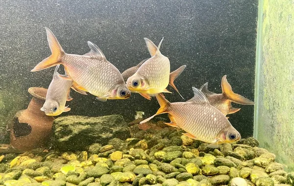 Фотография Группы Рыб Плавающих Аквариуме Три Рыбы Плавают Аквариуме Камнями — стоковое фото