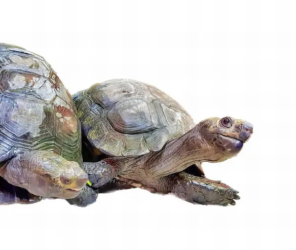 Eine Fotografie Von Zwei Schildkröten Sitzt Auf Einer Weißen Oberfläche — Stockfoto