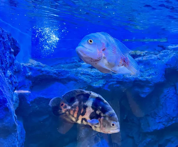 a photography of two fish swimming in a blue water tank, there are two fish swimming in a tank with rocks.