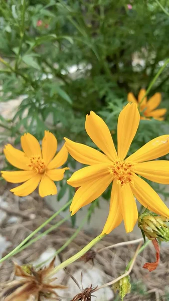 Eine Fotografie Einer Gelben Blume Mit Einem Käfer Darauf Gelbe — Stockfoto
