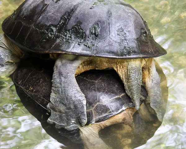 Ein Foto Einer Schildkröte Mit Offenem Maul Wasser Gibt Eine — Stockfoto