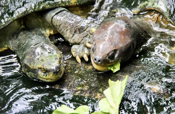 Uma Fotografia Uma Tartaruga Comendo Uma Folha Corpo Água Uma — Fotografia de Stock
