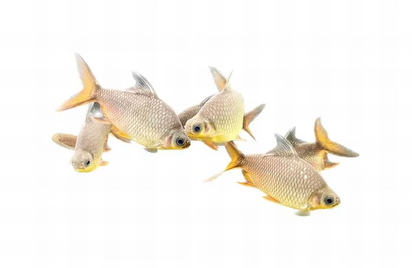Een Foto Van Een Groep Vissen Zwemmen Een Vijver Zijn — Stockfoto