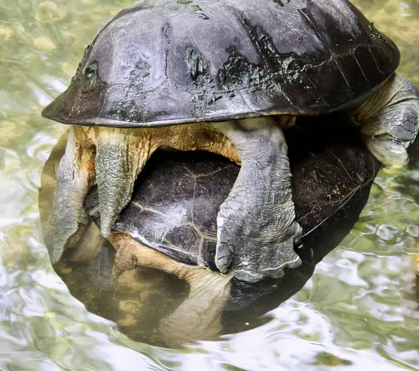 Photography Turtle Its Head Water Turtle Sitting Rock Water — Stock Photo, Image