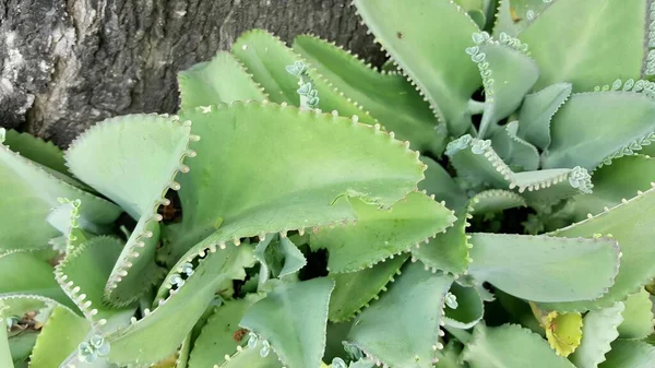 一张有绿叶和白点的植物的照片 有一种植物生长在地下 — 图库照片