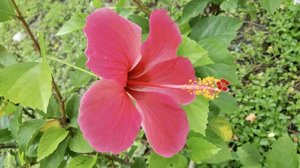 Fotografie Růžového Květu Zelenými Listy Pozadí Stromě Roste Růžový Květ — Stock fotografie