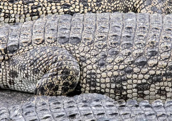 Ett Fotografi Grupp Alligatorer Som Ligger Ovanpå Varandra Det Finns — Stockfoto