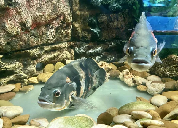 a photography of two fish in a tank with rocks and water, there are two fish that are swimming in a tank together.