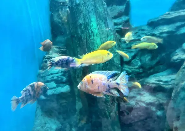 Eine Fotografie Einer Gruppe Von Fischen Die Einem Becken Schwimmen — Stockfoto