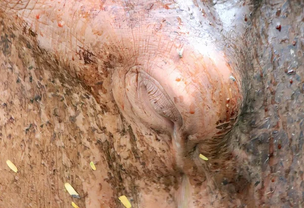 Une Photographie Éléphant Avec Son Tronc Couvert Saleté Gros Plan — Photo