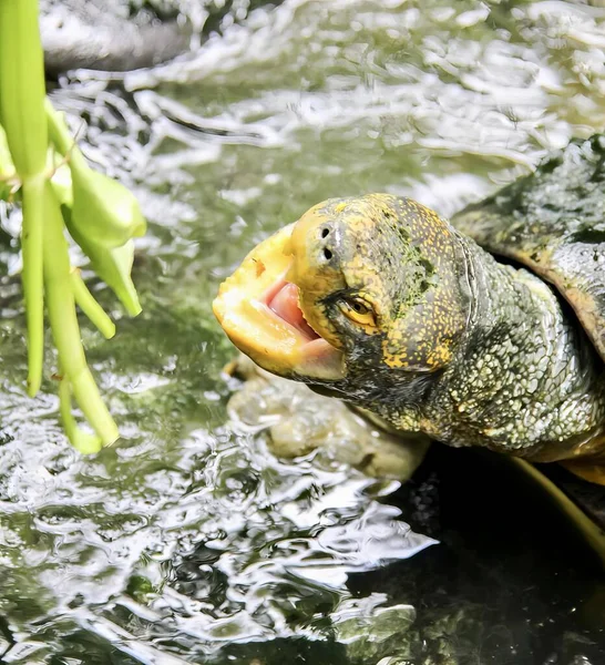 a photography of a turtle in the water with its mouth open, there is a turtle that is sitting in the water with its mouth open.