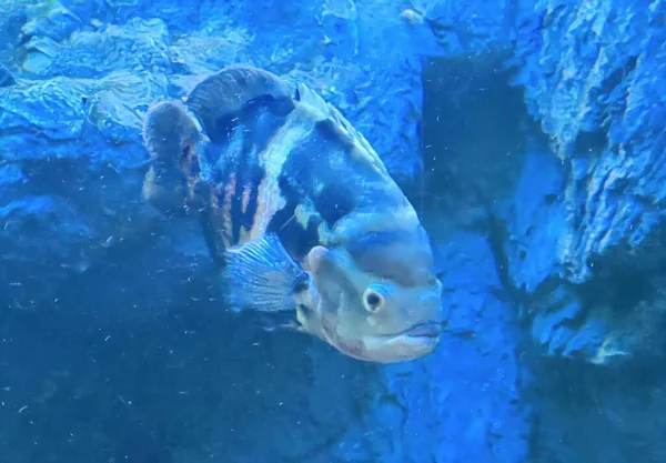 Фотография Рыбы Плавающей Синем Аквариуме Рыба Плавающая Воде — стоковое фото