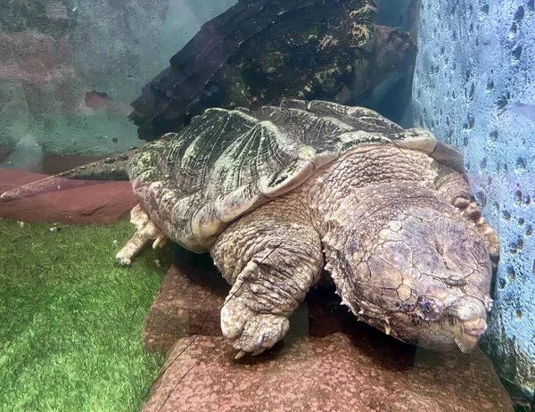 Ett Fotografi Sköldpadda Som Ligger Klippa Ett Zoo Det Finns — Stockfoto