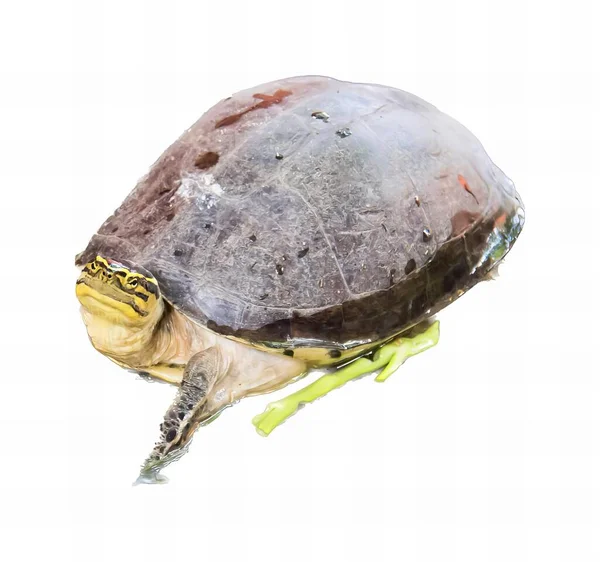 a photography of a turtle with a plastic shell on its back, there is a turtle that is sitting on a stick.