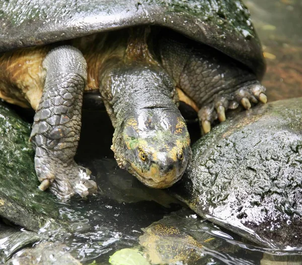 Eine Fotografie Einer Schildkröte Die Auf Einem Felsen Wasser Sitzt — Stockfoto
