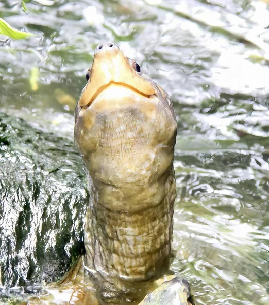Фотография Черепахи Плавающей Пруду Водой Черепаха Которая Плавает Воде — стоковое фото