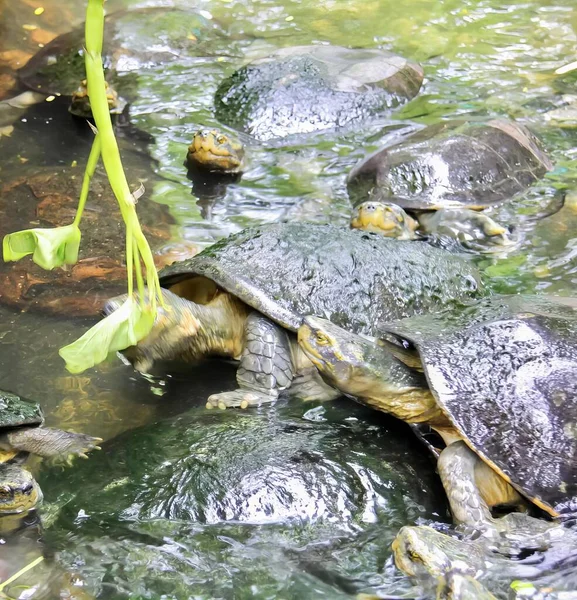 Een Foto Van Een Groep Schildpadden Een Vijver Met Water — Stockfoto