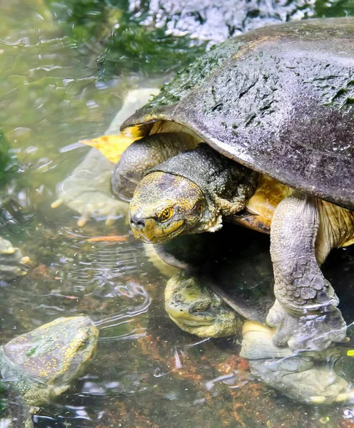 Een Foto Van Een Schildpad Het Water Met Rotsen Water — Stockfoto